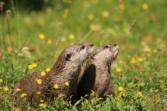 Otters Playing With Flower