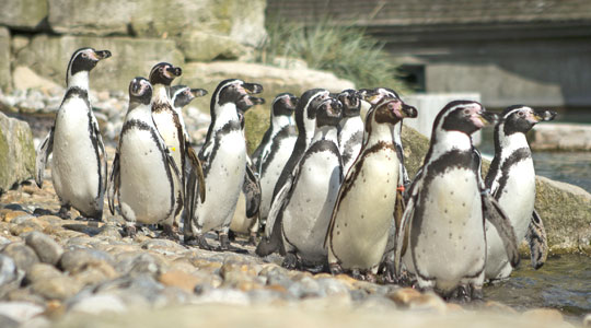 Animal Experiences | Feed Penguins and Giraffes Animal Experiences | Feed Penguins and Giraffes