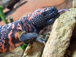 Photography Competition Selena Sheridan Beaded Lizard