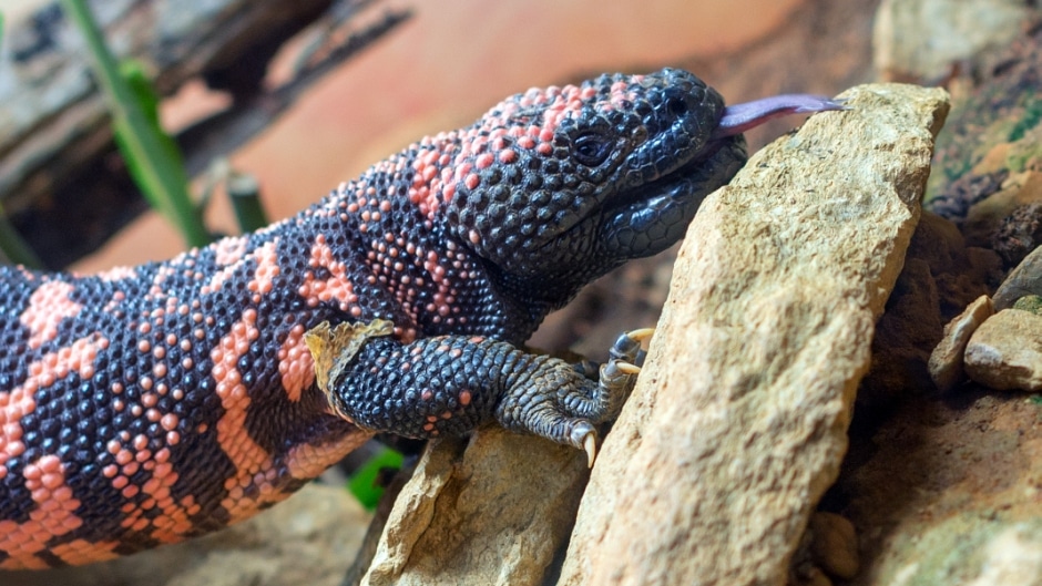 Photography Competition Selena Sheridan Beaded Lizard