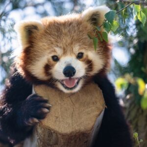 Red Panda Ailurus Fulgens Marwell Zoo Jason Brown