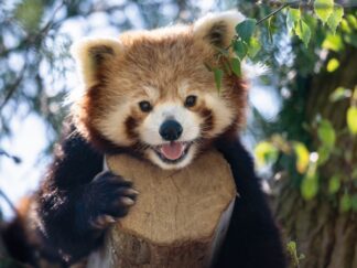 Red Panda Ailurus Fulgens Marwell Zoo Jason Brown