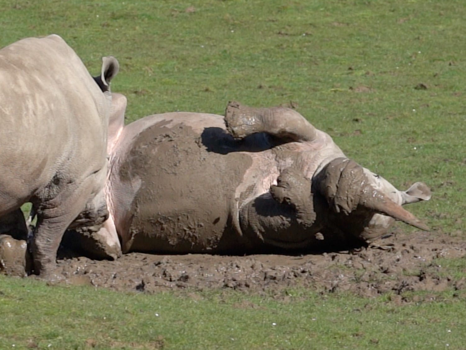 rhino_in_mud