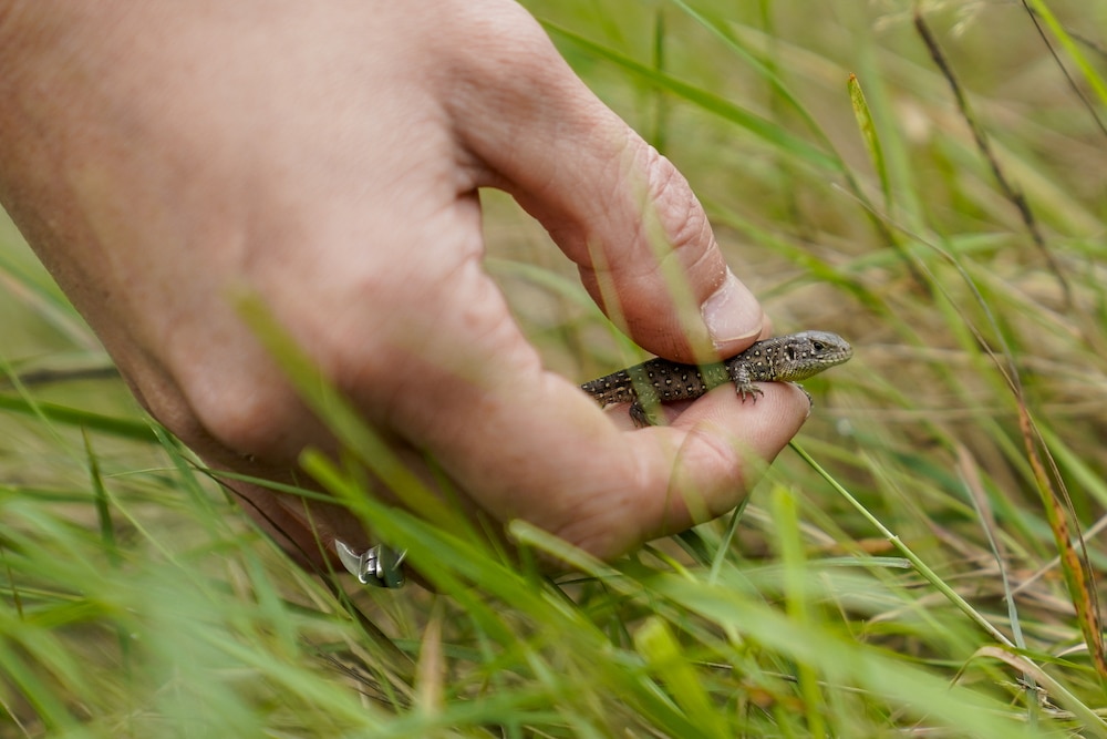 Sand Lizard Release 6