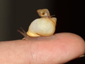 Partula snail - Partula spp at Marwell Zoo