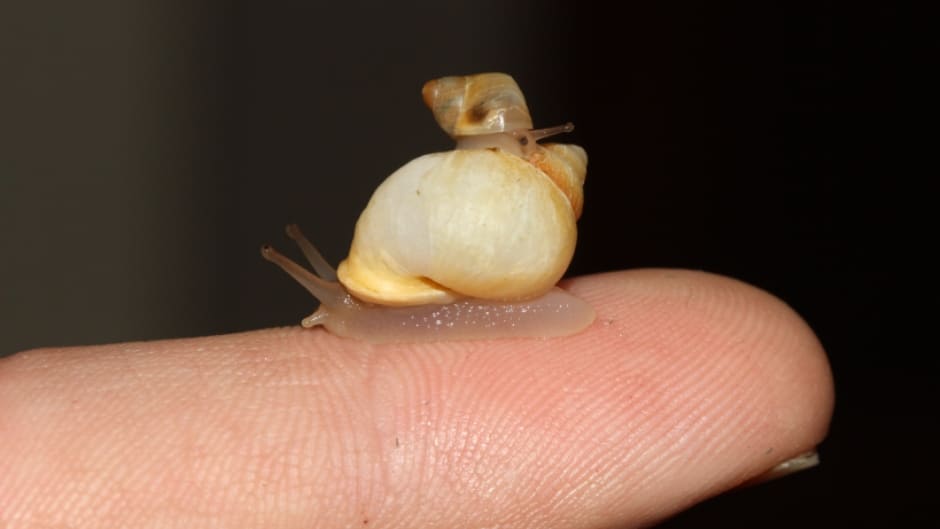 Partula snail - Partula spp at Marwell Zoo