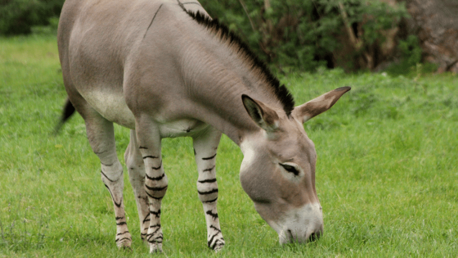 Somali Wild Ass Directory