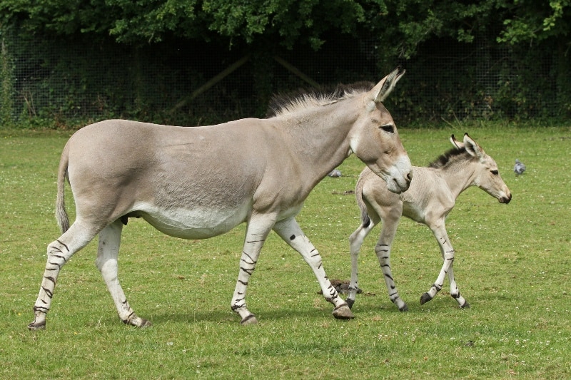 Somali_pair_by_jon_isaacs_800