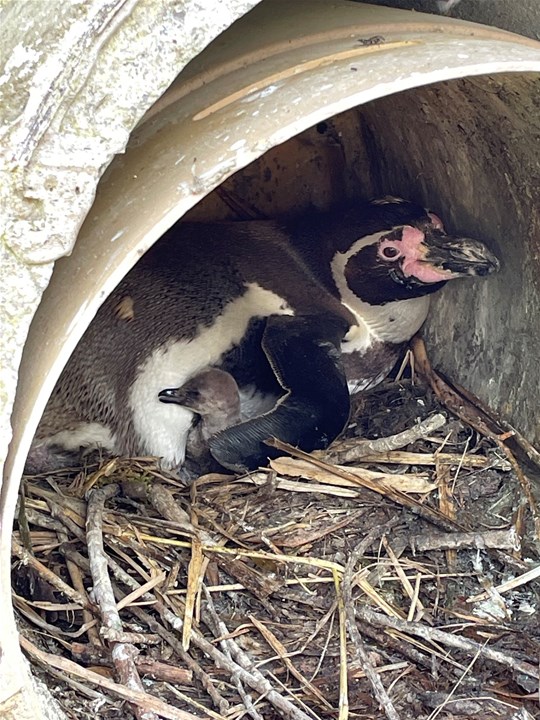 Staff _birds_keeper_talli_ _may_2021_chick_copy 2