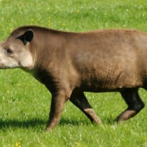 Adopt a Tapir - Tapirus terrestris at Marwell Zoo