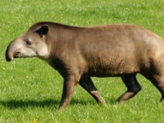 Adopt a Tapir - Tapirus terrestris at Marwell Zoo