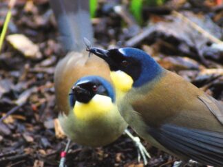 Blue-crowned laughingthrush - Garrulax courtoisi at Marwell Zoo