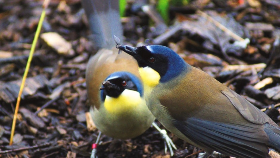 Blue-crowned laughingthrush - Garrulax courtoisi at Marwell Zoo