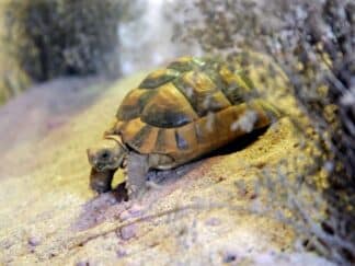 Egyptian tortoise - Testudo kleinmanni at Marwell Zoo