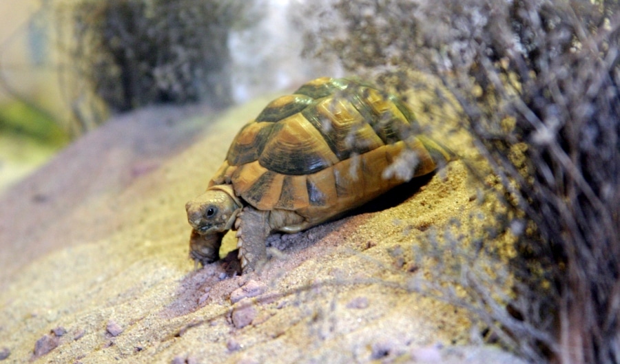 Egyptian tortoise - Testudo kleinmanni at Marwell Zoo