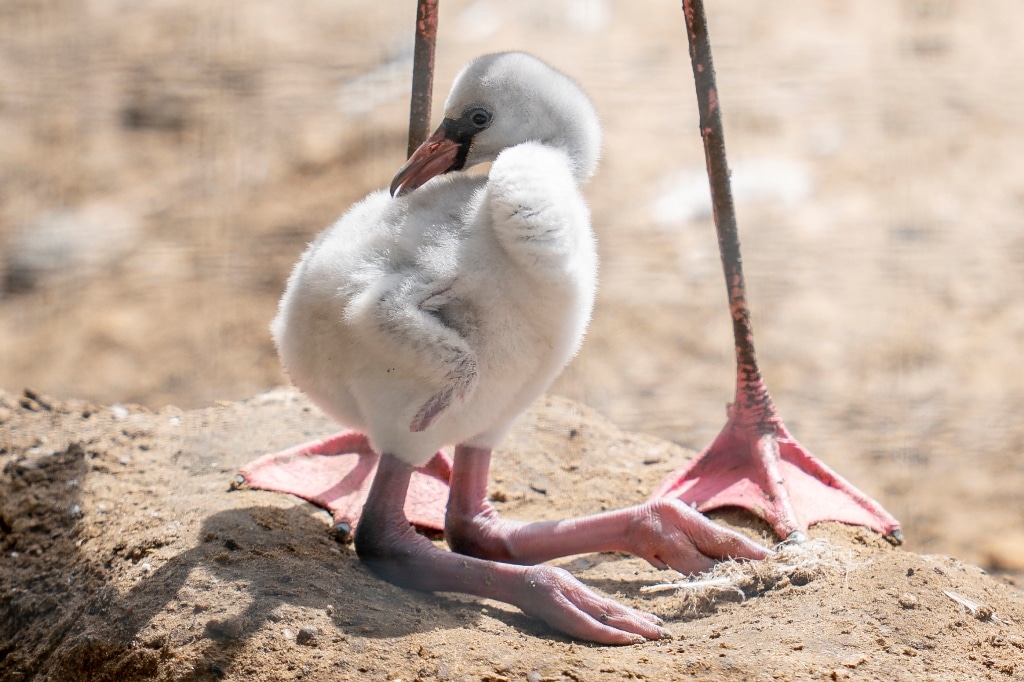 Zoo Photographer Credit Jason Brown Flamingo Chick