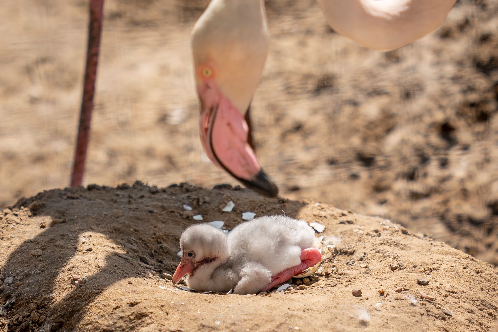 Zoo Photographer Credit Jason Brown Flamingo Chick