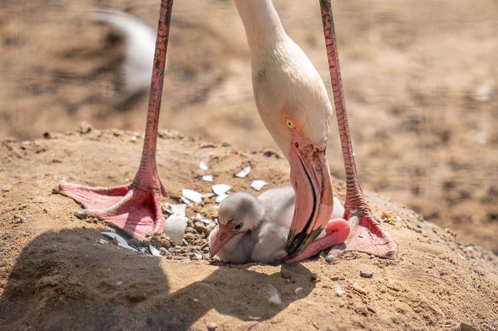 Zoo Photographer Credit Jason Brown Flamingo Chick