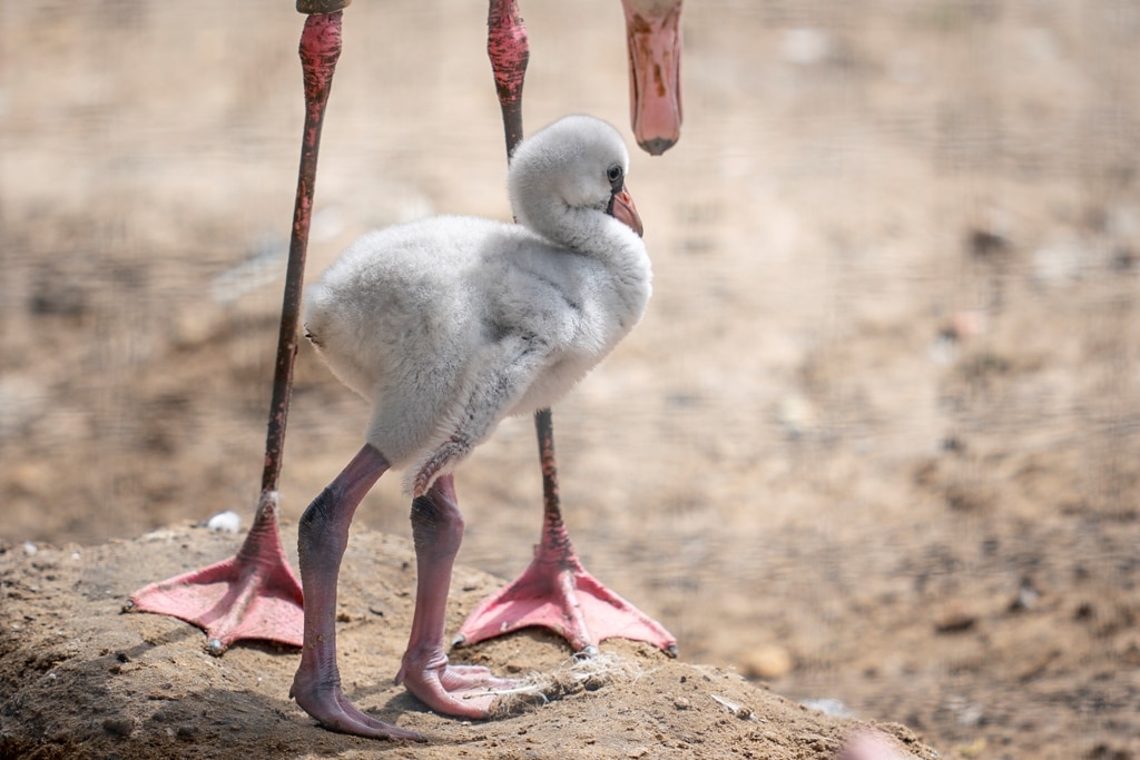 Zoo Photographer Credit Jason Brown Flamingo Chick