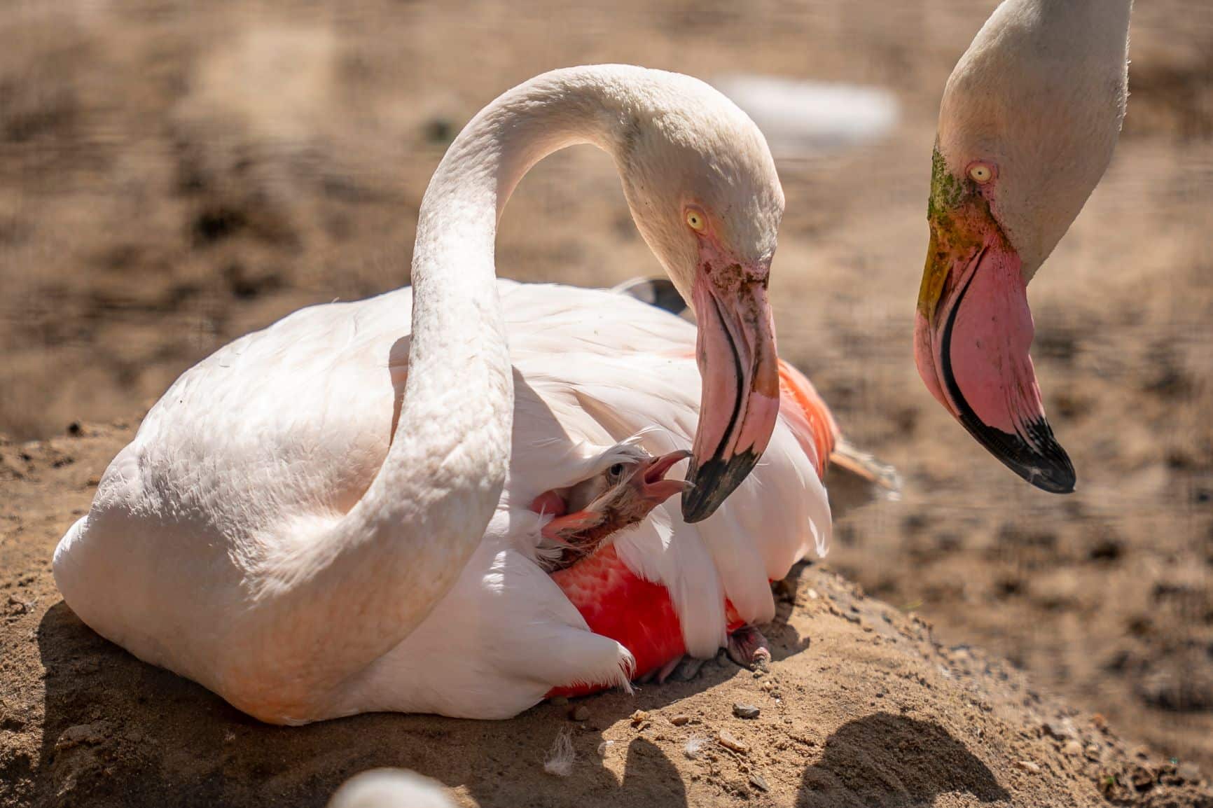 Zoo Photographer Credit Jason Brown Flamingo Chick