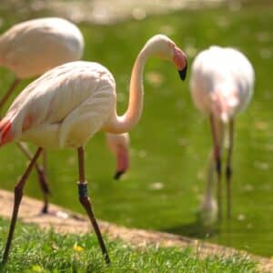 Greater flamingo - Phoenicopterus roseus at Marwell Zoo