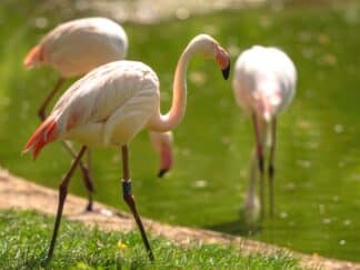 Greater flamingo - Phoenicopterus roseus at Marwell Zoo