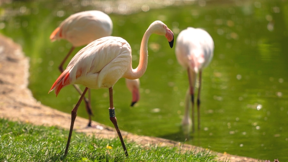 Greater flamingo - Phoenicopterus roseus at Marwell Zoo