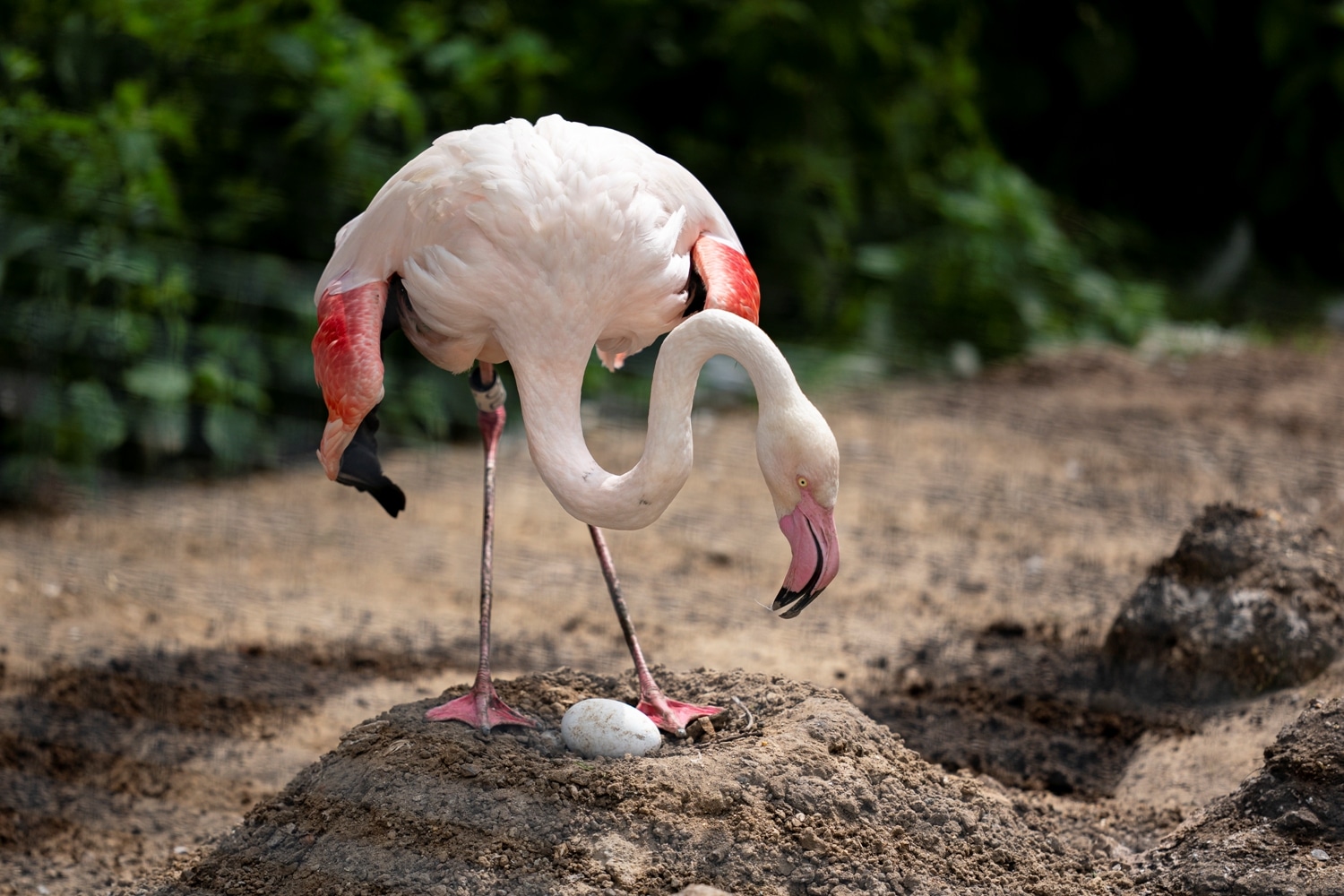 Greater flamingo - Phoenicopterus roseus | Marwell Zoo