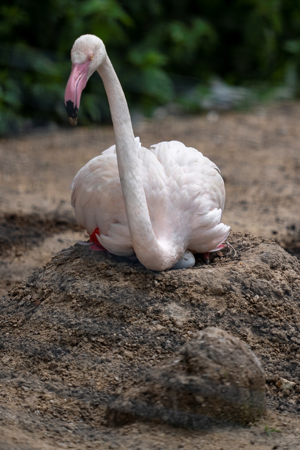 Zoo Photographer Credit Jason Brown Flamingos Nesting 3