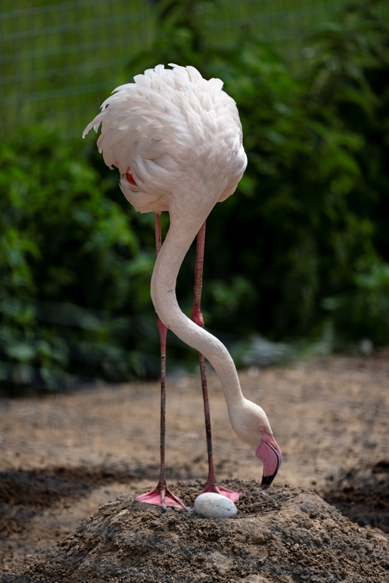 Zoo Photographer Credit Jason Brown Flamingos Nesting 4