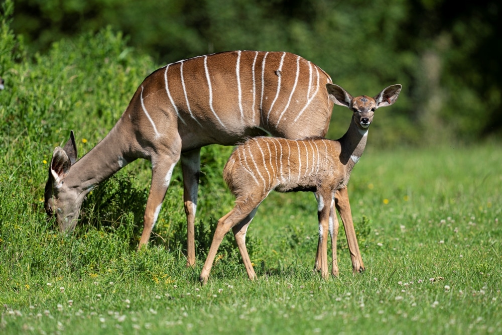 Zoo Photographer Credit Jason Brown Kudu Calf