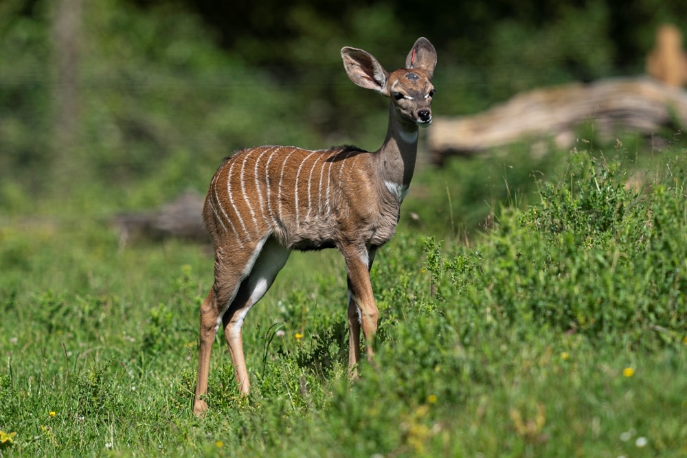 Zoo Photographer Credit Jason Brown Kudu Calf