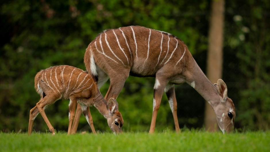 Zoo Photographer Credit Jason Brown Kudu Calf