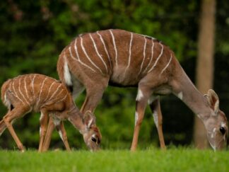 Lesser Kudu