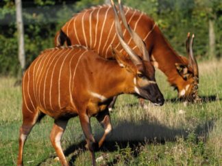 Zoo Photographer Jason Brown Bongo