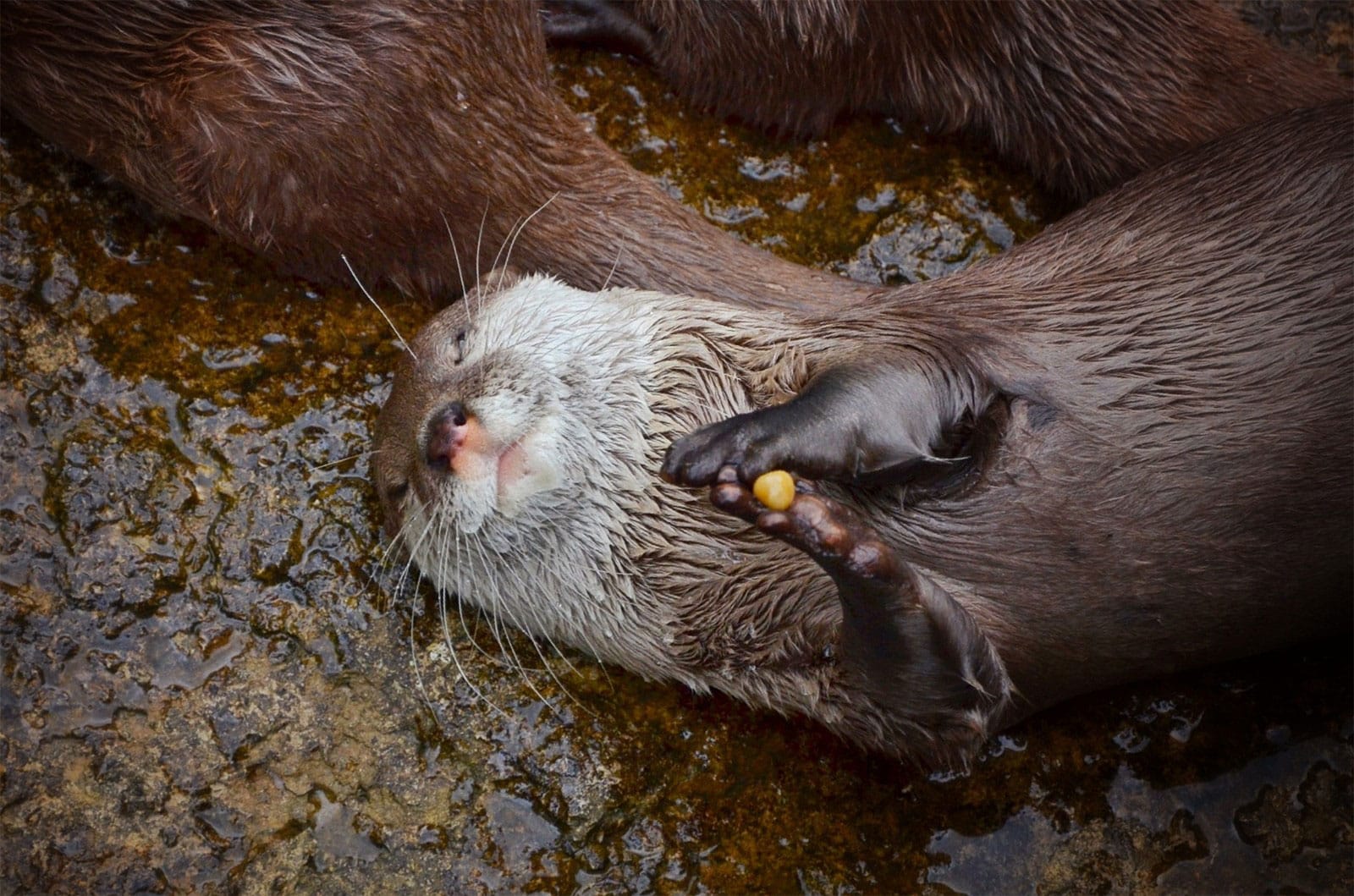 Asian Small Clawed Otter Aonyx Cinereus Marwell Zoo Sophie Adler Otter Playing With A Stone
