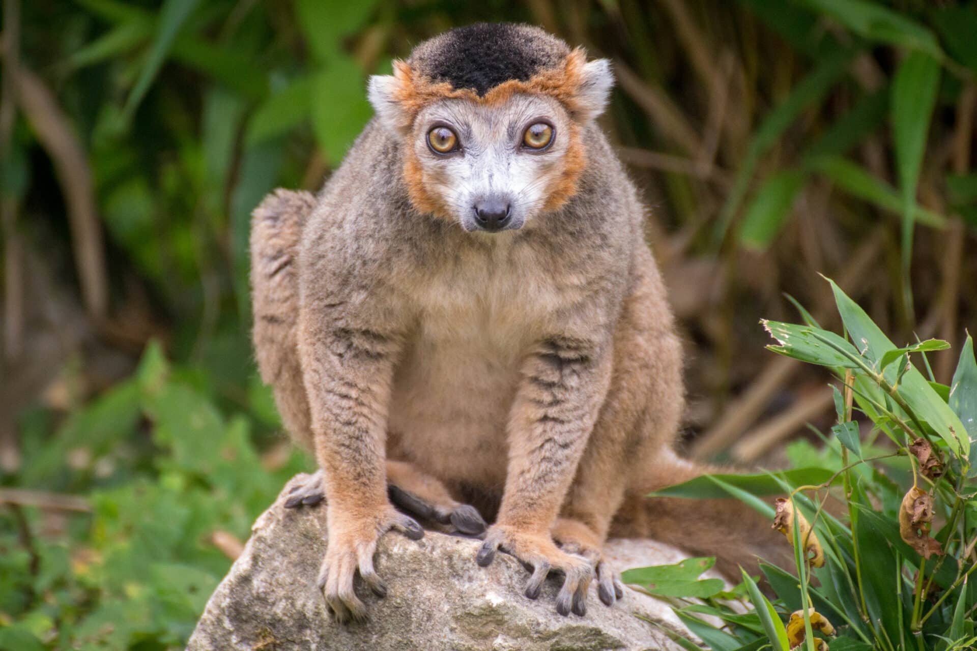 Crowned Lemur Eulemur Coronatus Marwell Zoo Sam Sturdey