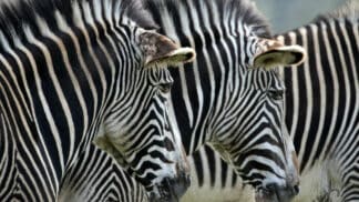 Hartmanns Mountain Zebra Equus Zebra Hartmannae Marwell Zoo Jasmine Curtis Zebra