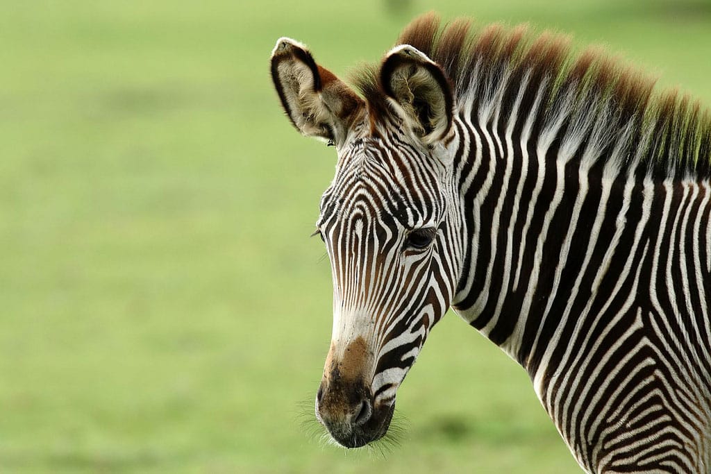 Hartmanns Mountain Zebra Equus Zebra Hartmannae Marwell Zoo Keith Talbot Zebra