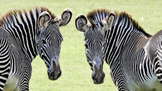 Hartmanns Mountain Zebra Equus Zebra Hartmannae Marwell Zoo Ken Dear Zebra