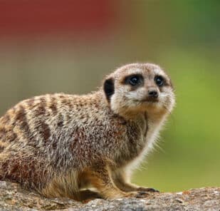 Meerkat Suricata Suricatta Marwell Zoo Andy T Meerkat