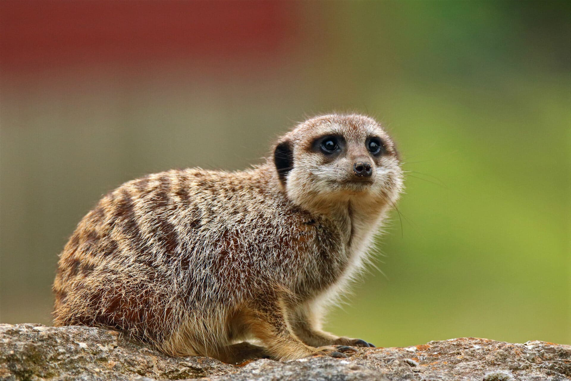 Meerkat Suricata Suricatta Marwell Zoo Andy T Meerkat