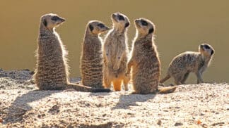 Meerkat Suricata Suricatta Marwell Zoo Jon Isaacs Meerkats In The Sun