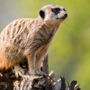 Meerkat Suricata Suricatta Marwell Zoo