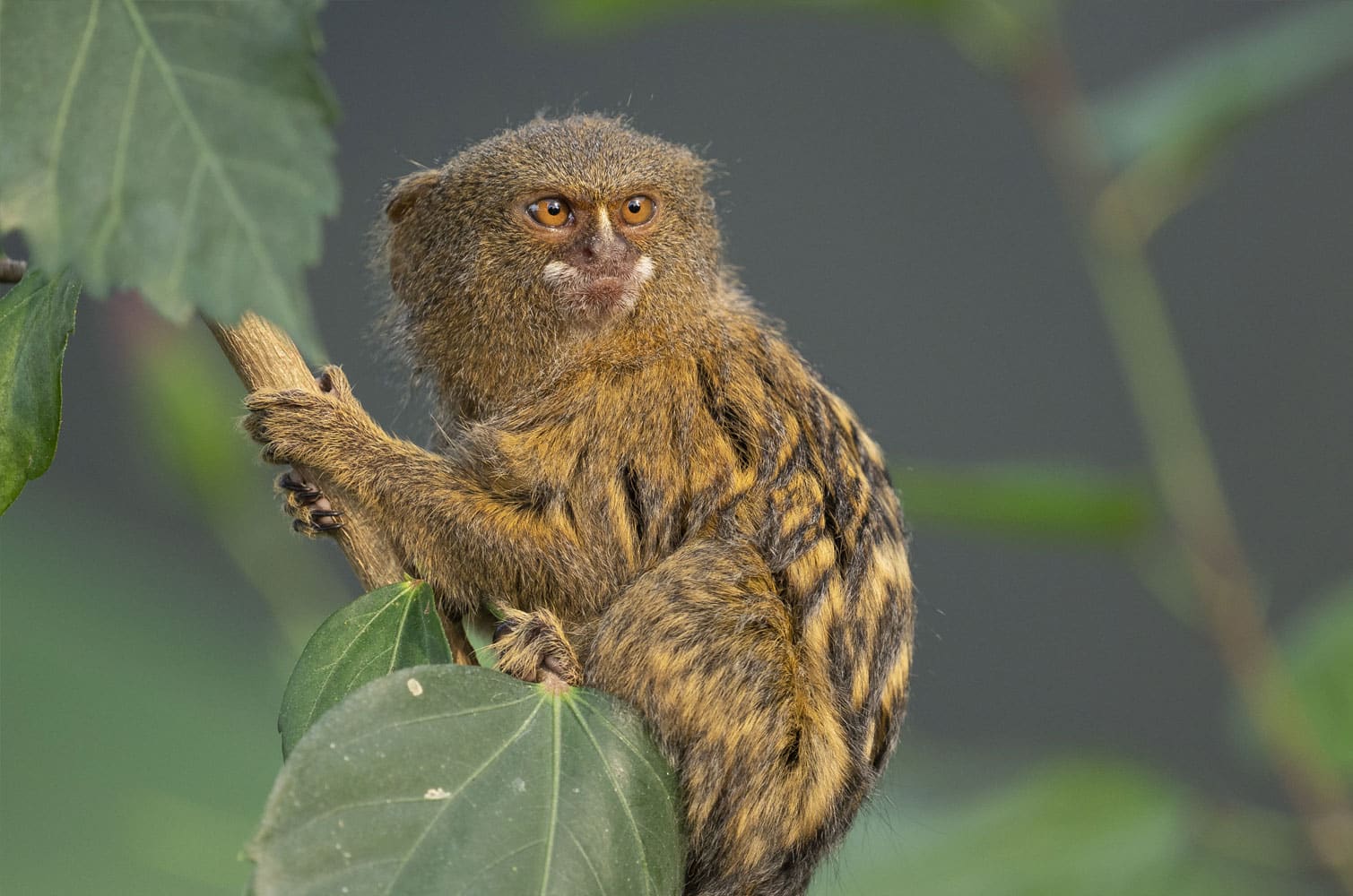 Pygmy Marmoset Cebuella Pygmaea Marwell Zoo 5