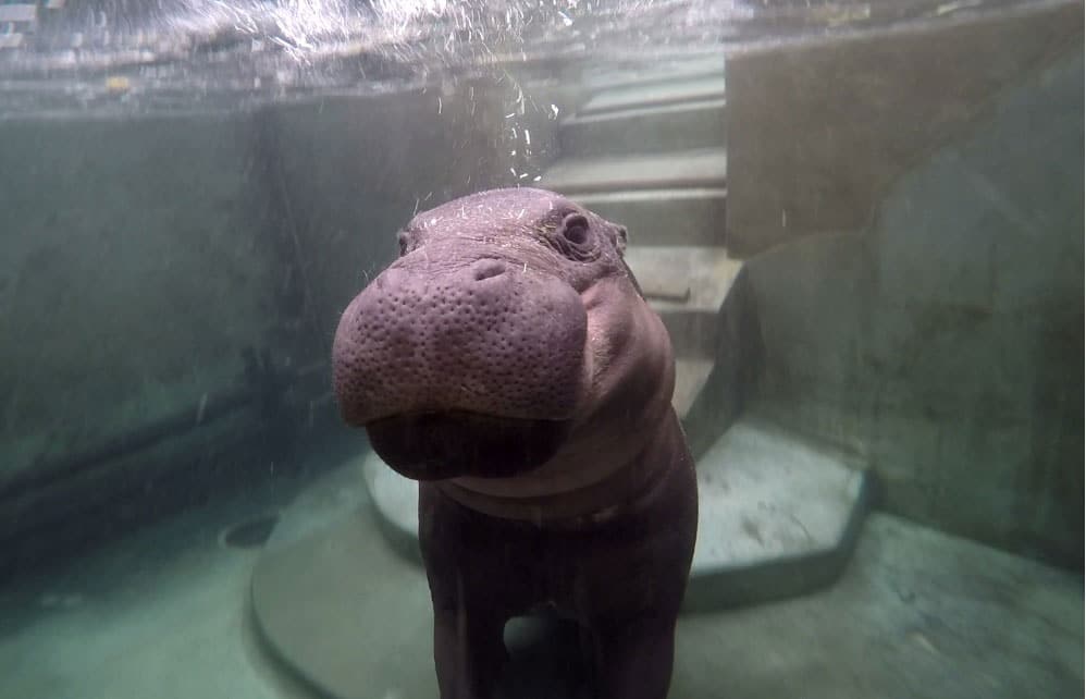 Pygmy Hippopotamus Choeropsis Liberiensis Marwell Zoo Staff Credit Lisa Keywood Pygmy Hippo Swimming