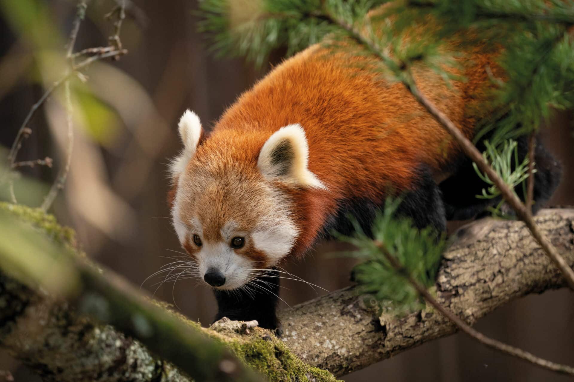 Red Panda Ailurus Fulgens Marwell Zoo Jason Brown Mei Mei New Home 1