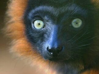 Red Ruffed Lemur Varecia Rubra Marwell Zoo