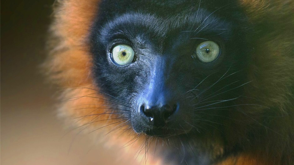 Red Ruffed Lemur Varecia Rubra Marwell Zoo