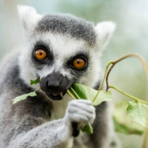 Ring Tailed Lemur eating leaves Lemur Catta at Marwell Zoo